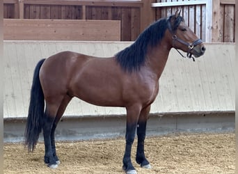 Leonhard, Gelding, 3 years, 14,1 hh, Brown