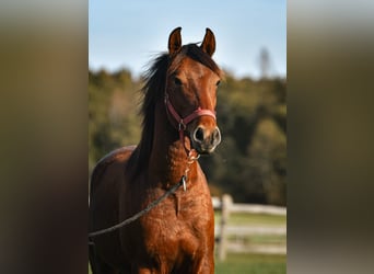 Leonhard, Gelding, 3 years, 14,1 hh, Brown