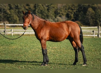 Leonhard, Gelding, 3 years, 14,1 hh, Brown