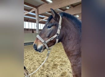 Leonhard, Gelding, 4 years, 14,1 hh, Brown