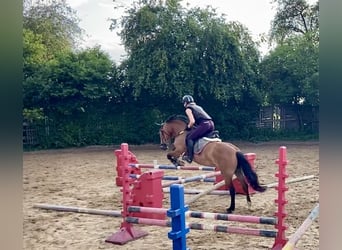 Leonhard, Giumenta, 11 Anni, Baio