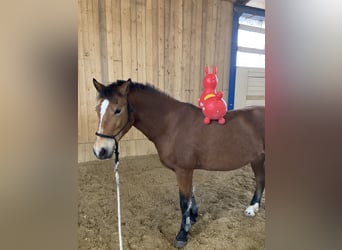 Leonhard, Giumenta, 11 Anni, Baio