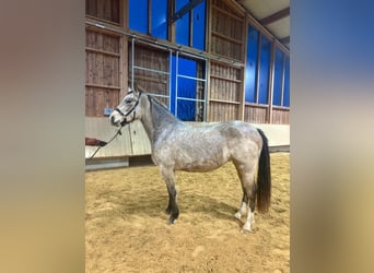 Leonhard, Giumenta, 3 Anni, 153 cm, Falbo