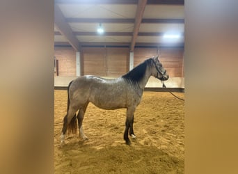 Leonhard, Giumenta, 3 Anni, 153 cm, Falbo