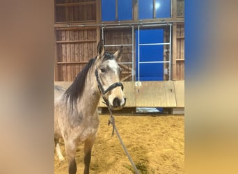 Leonhard, Giumenta, 3 Anni, 153 cm, Falbo