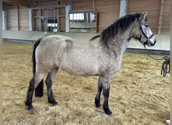 Leonhard, Giumenta, 3 Anni, 155 cm, Falbo