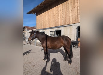 Leonhard, Giumenta, 3 Anni, 156 cm, Baio