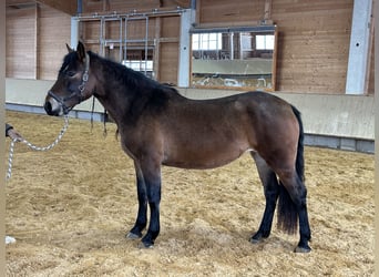 Leonhard, Giumenta, 4 Anni, 156 cm, Baio