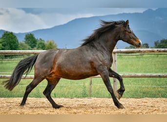 Leonhard, Giumenta, 6 Anni, 165 cm, Baio scuro
