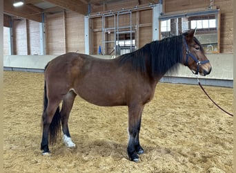 Leonhard, Giumenta, 8 Anni, 156 cm, Baio