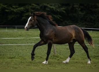 Leonhard, Hingst, 1 år, 145 cm, Mörkbrun