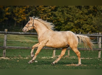 Leonhard, Hingst, 1 år, 147 cm, Palomino