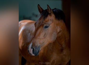 Leonhard, Hongre, 10 Ans, 160 cm, Bai