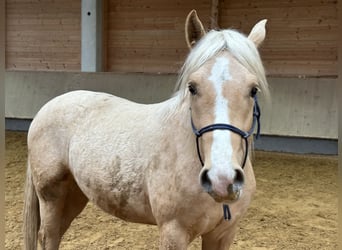 Leonhard, Hongre, 2 Ans, 147 cm, Palomino