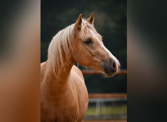 Leonhard, Hongre, 2 Ans, 147 cm, Palomino