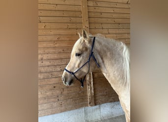 Leonhard, Hongre, 2 Ans, 147 cm, Palomino