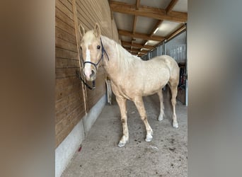 Leonhard, Hongre, 2 Ans, 147 cm, Palomino