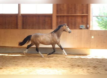 Leonhard, Hongre, 3 Ans, 152 cm, Isabelle