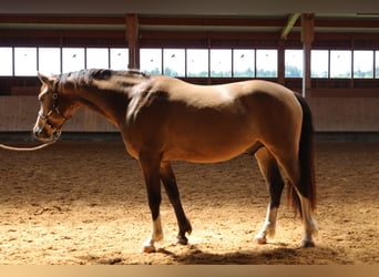 Leonhard, Hongre, 3 Ans, 152 cm, Isabelle
