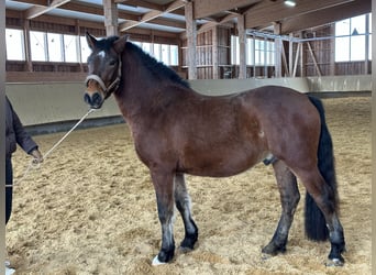 Leonhard, Hongre, 4 Ans, 146 cm, Bai