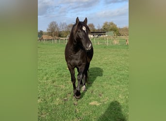 Leonhard, Hongre, 4 Ans, 150 cm, Bai brun foncé