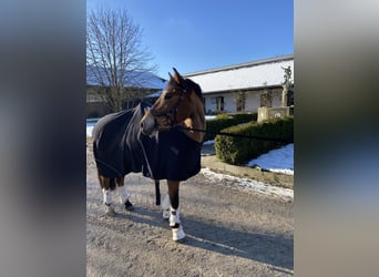 Leonhard, Jument, 11 Ans, 155 cm, Bai Leonhard, Jument, 11 Ans, 155 cm, Bai