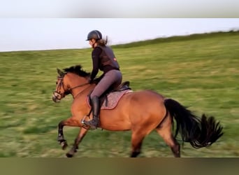 Leonhard, Jument, 12 Ans, 155 cm, Bai