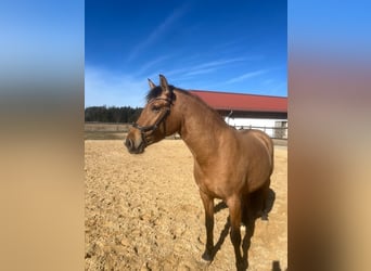 Leonhard, Jument, 3 Ans, 147 cm, Bai clair