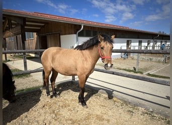 Leonhard, Jument, 3 Ans, 147 cm, Bai clair