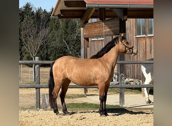 Leonhard, Jument, 3 Ans, 147 cm, Bai clair