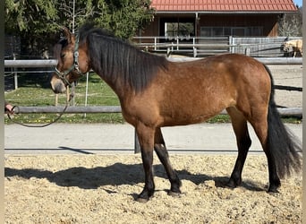 Leonhard, Jument, 3 Ans, 147 cm, Bai