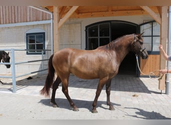 Leonhard, Jument, 3 Ans, 152 cm, Isabelle