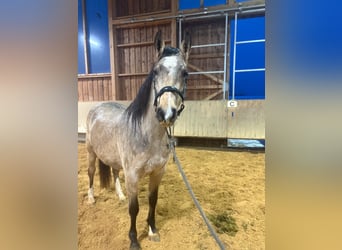 Leonhard, Jument, 3 Ans, 153 cm, Isabelle