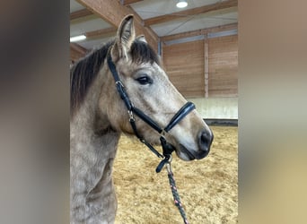 Leonhard, Jument, 3 Ans, 155 cm, Isabelle