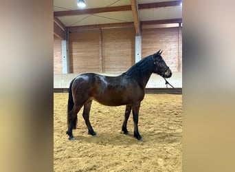 Leonhard, Jument, 3 Ans, 156 cm, Bai