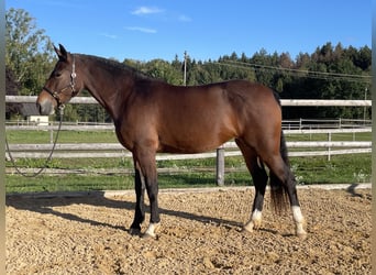 Leonhard, Jument, 3 Ans, 158 cm, Bai