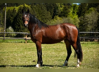 Leonhard, Jument, 3 Ans, 158 cm, Bai