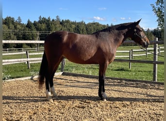 Leonhard, Jument, 3 Ans, 158 cm, Bai