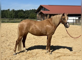 Leonhard, Jument, 4 Ans, 153 cm, Alezan
