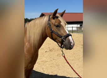 Leonhard, Jument, 4 Ans, 153 cm, Alezan