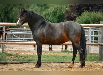 Leonhard, Jument, 6 Ans, 160 cm, Bai brun