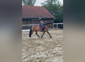 Leonhard, Mare, 11 years, Brown