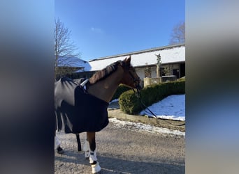 Leonhard, Mare, 11 years, Brown