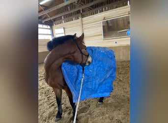 Leonhard, Mare, 11 years, Brown
