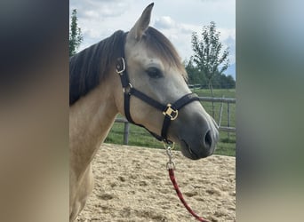 Leonhard, Mare, 3 years, 14.2 hh, Dun