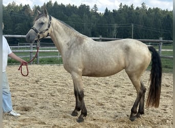 Leonhard, Mare, 3 years, 14.2 hh, Dun