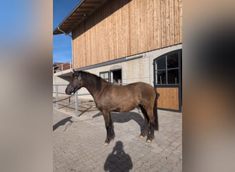 Leonhard, Mare, 3 years, 14.2 hh, Dun