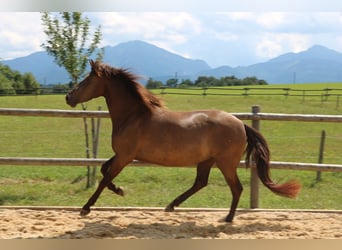 Leonhard, Mare, 3 years, 14.3 hh, Dun