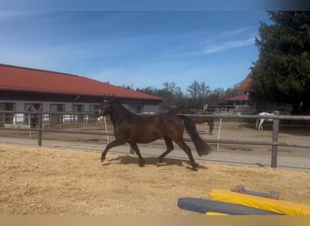 Leonhard, Mare, 3 years, 14,2 hh, Dun