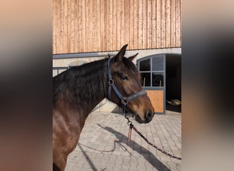 Leonhard, Mare, 3 years, 15.1 hh, Brown